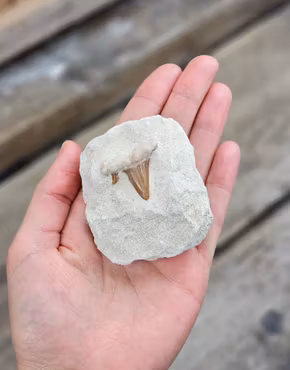 Otodus Hajtand fossil i matrix #3