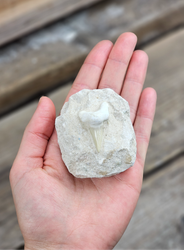 Otodus Hajtand fossil i matrix #4