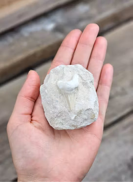 Otodus Hajtand fossil i matrix #4