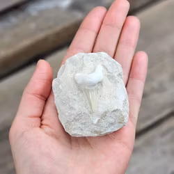 Otodus Hajtand fossil i matrix #4