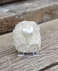 Otodus Hajtand fossil i matrix #4