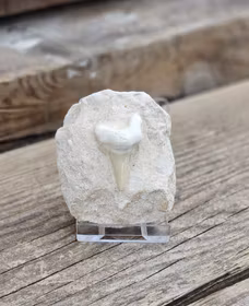 Otodus Hajtand fossil i matrix #4