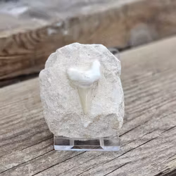 Otodus Hajtand fossil i matrix #4