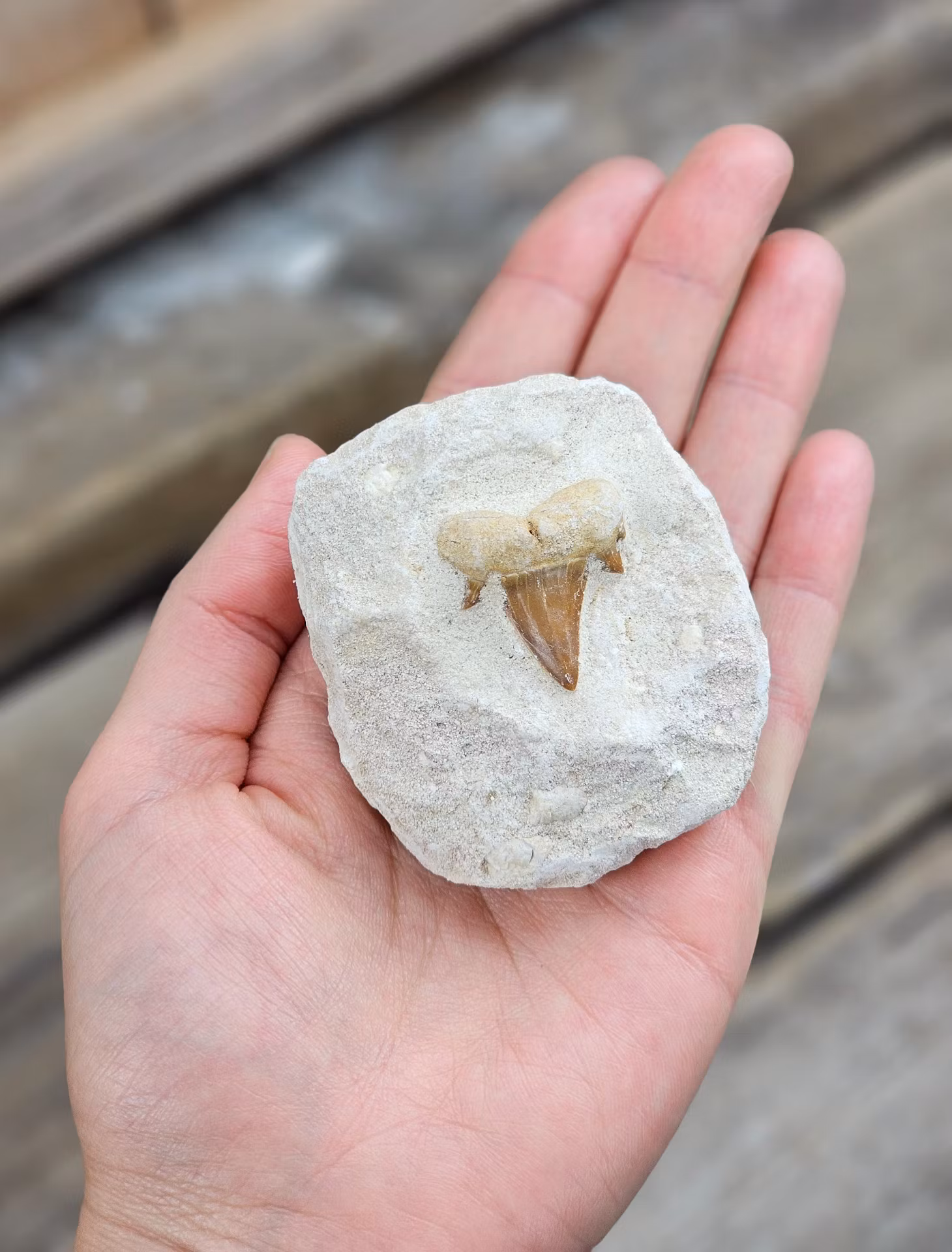 Otodus Hajtand fossil i matrix