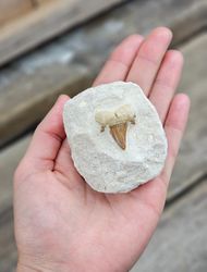 Otodus Hajtand fossil i matrix #5
