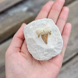 Otodus Hajtand fossil i matrix #5