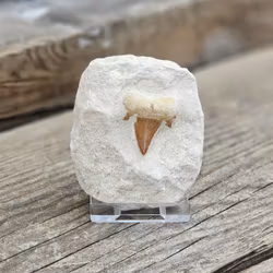 Otodus Hajtand fossil i matrix #5