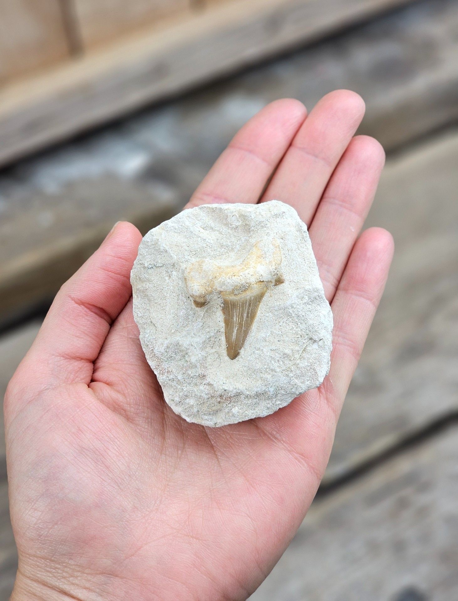 Otodus Hajtand fossil i matrix