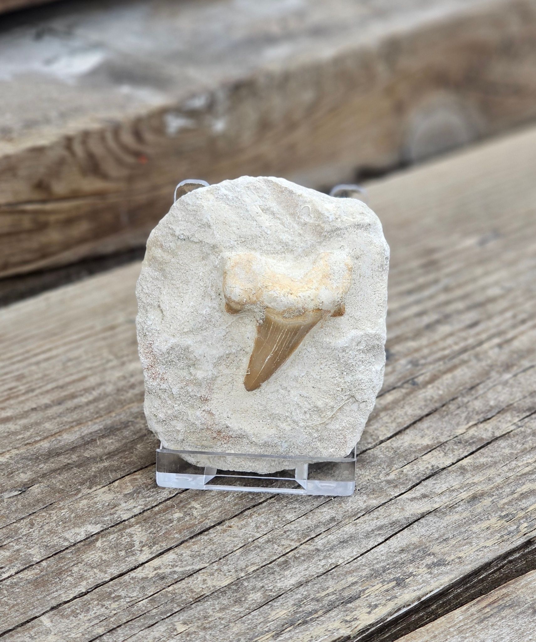 Otodus Hajtand fossil i matrix