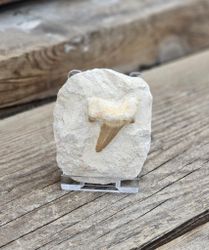 Otodus Hajtand fossil i matrix #7