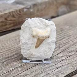 Otodus Hajtand fossil i matrix #7