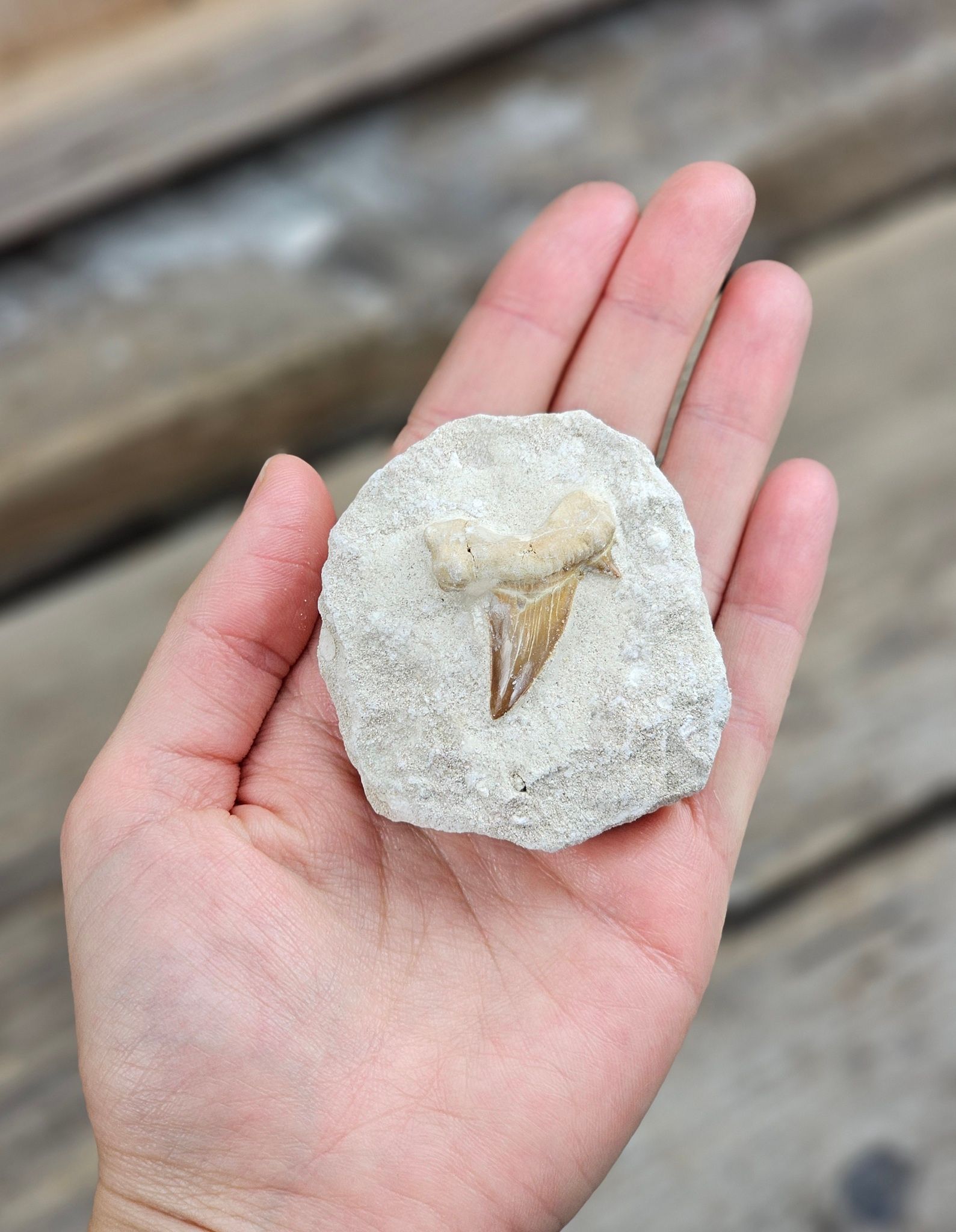 Otodus Hajtand fossil i matrix