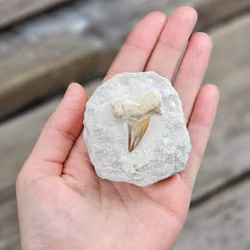 Otodus Hajtand fossil i matrix #9