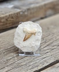 Otodus Hajtand fossil i matrix #9