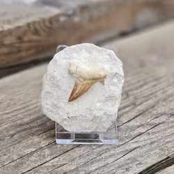 Otodus Hajtand fossil i matrix #9