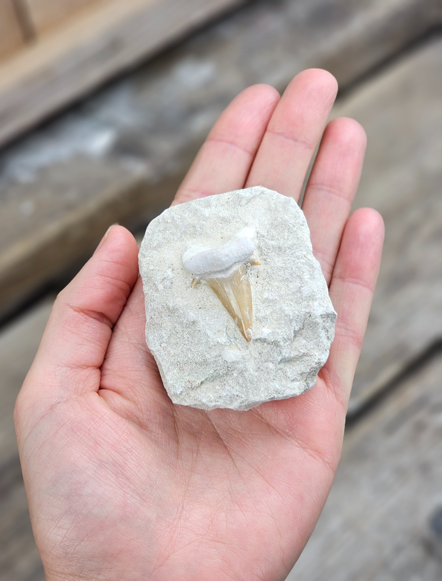 Otodus Hajtand fossil i matrix