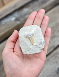 Otodus Hajtand fossil i matrix #10