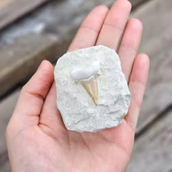 Otodus Hajtand fossil i matrix #10