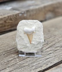 Otodus Hajtand fossil i matrix #10