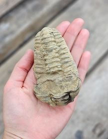 Trilobit fossil stor #2