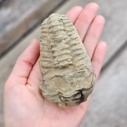 Trilobit fossil stor #2