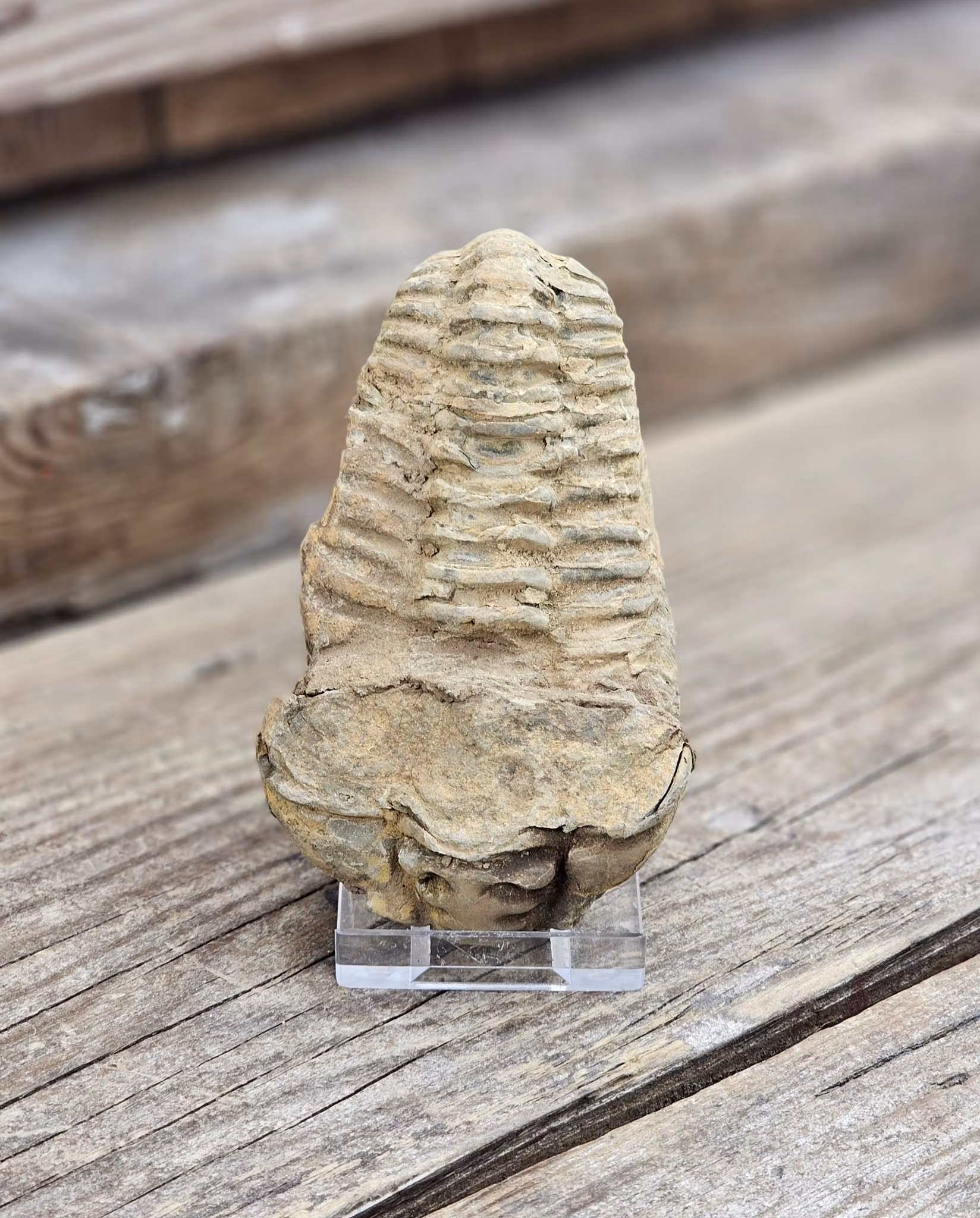 Trilobit fossil stor