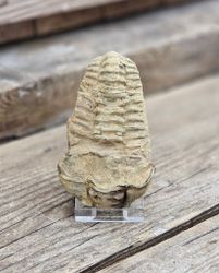 Trilobit fossil stor #2