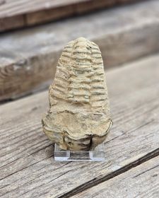 Trilobit fossil stor #2
