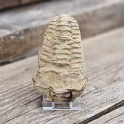 Trilobit fossil stor #2