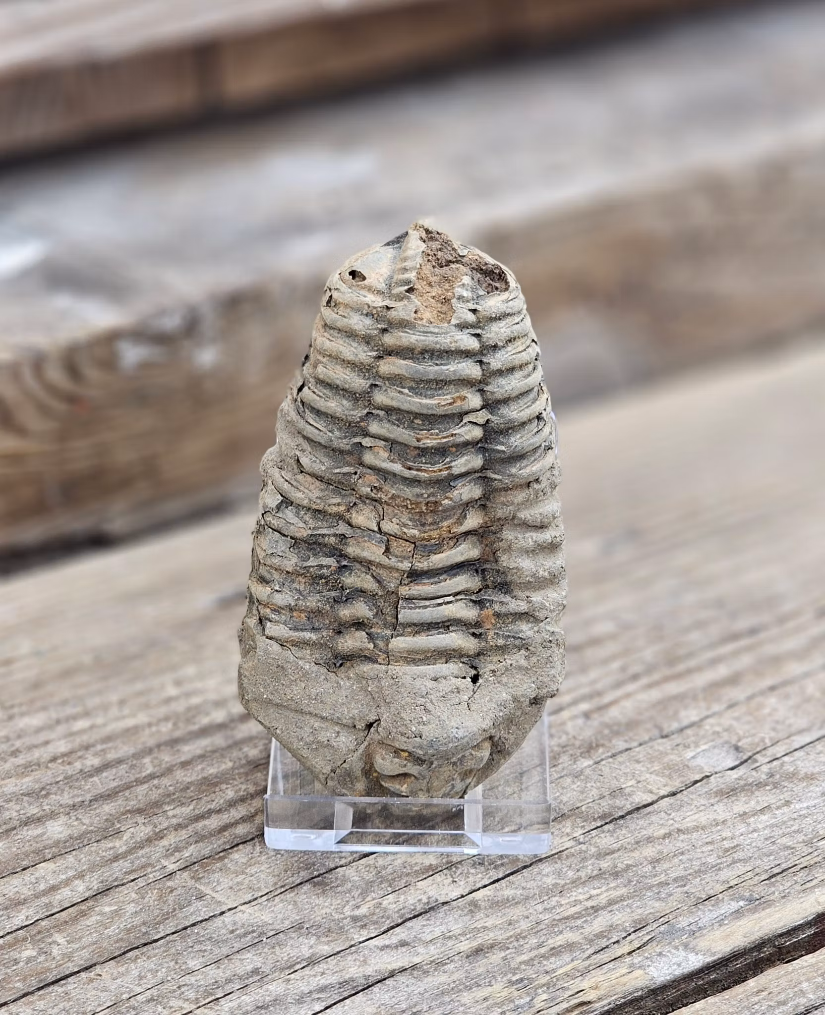Trilobit fossil stor #4