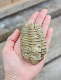 Trilobit fossil stor #7