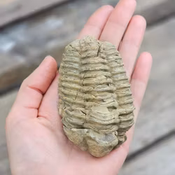 Trilobit fossil stor #7