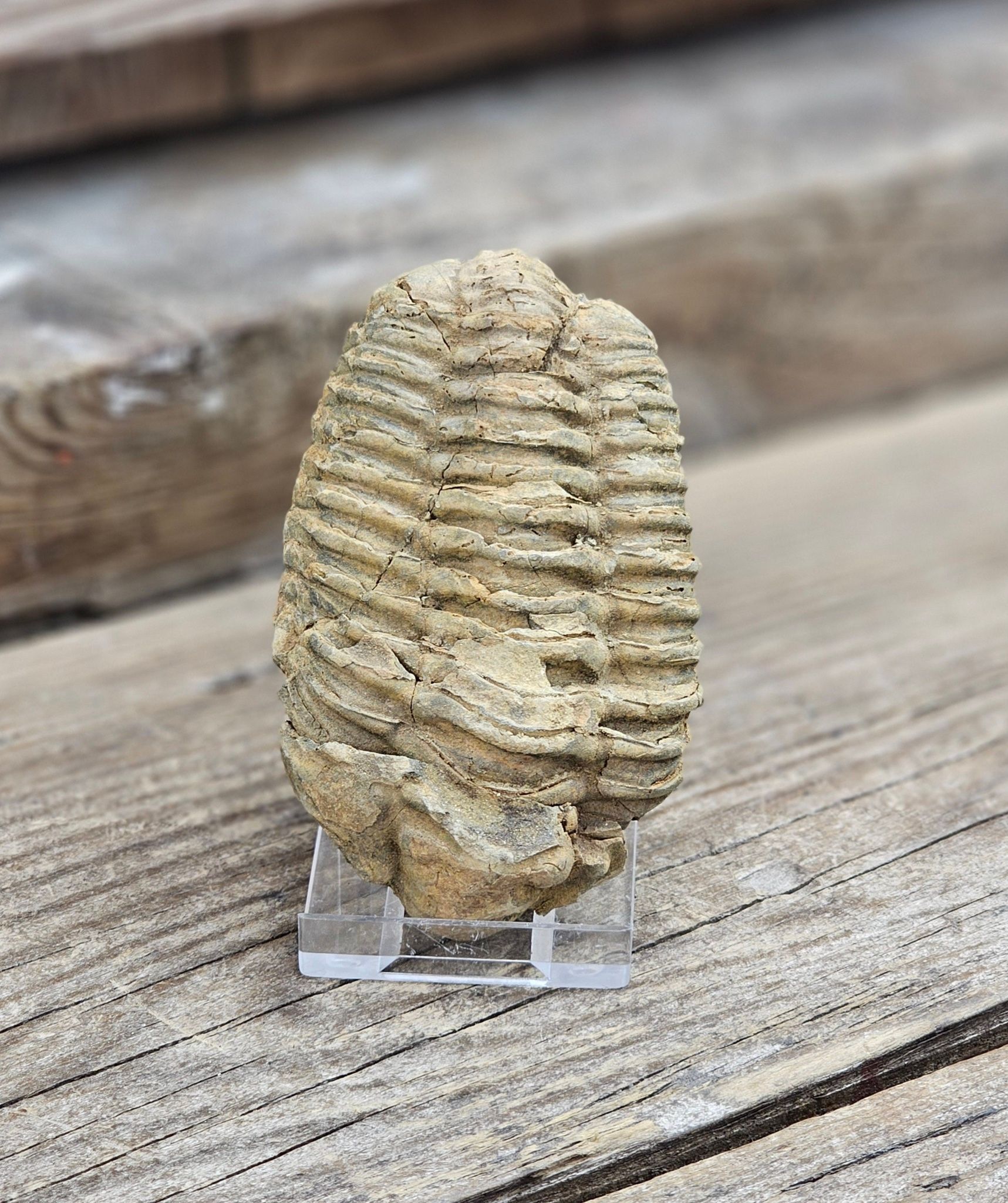 Trilobit fossil stor