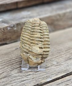 Trilobit fossil stor #7