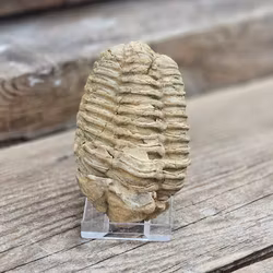 Trilobit fossil stor #7