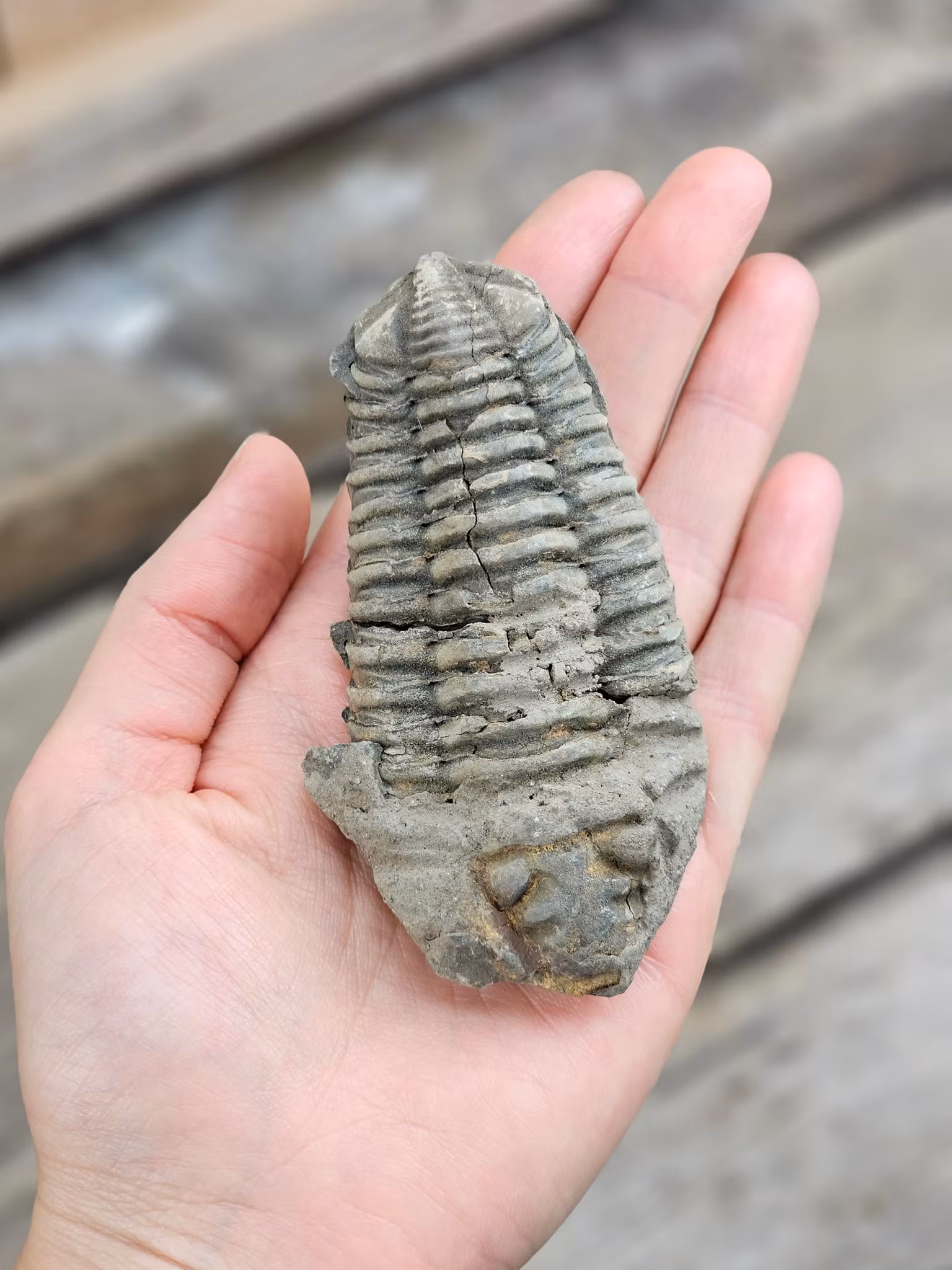 Trilobit fossil stor #8