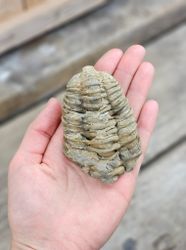 Trilobit fossil stor #11