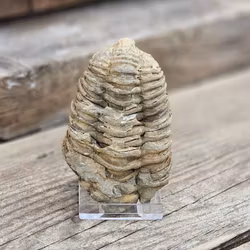 Trilobit fossil stor #11
