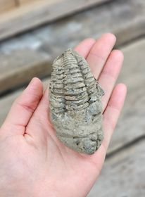 Trilobit fossil stor #12