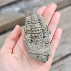 Trilobit fossil stor #12