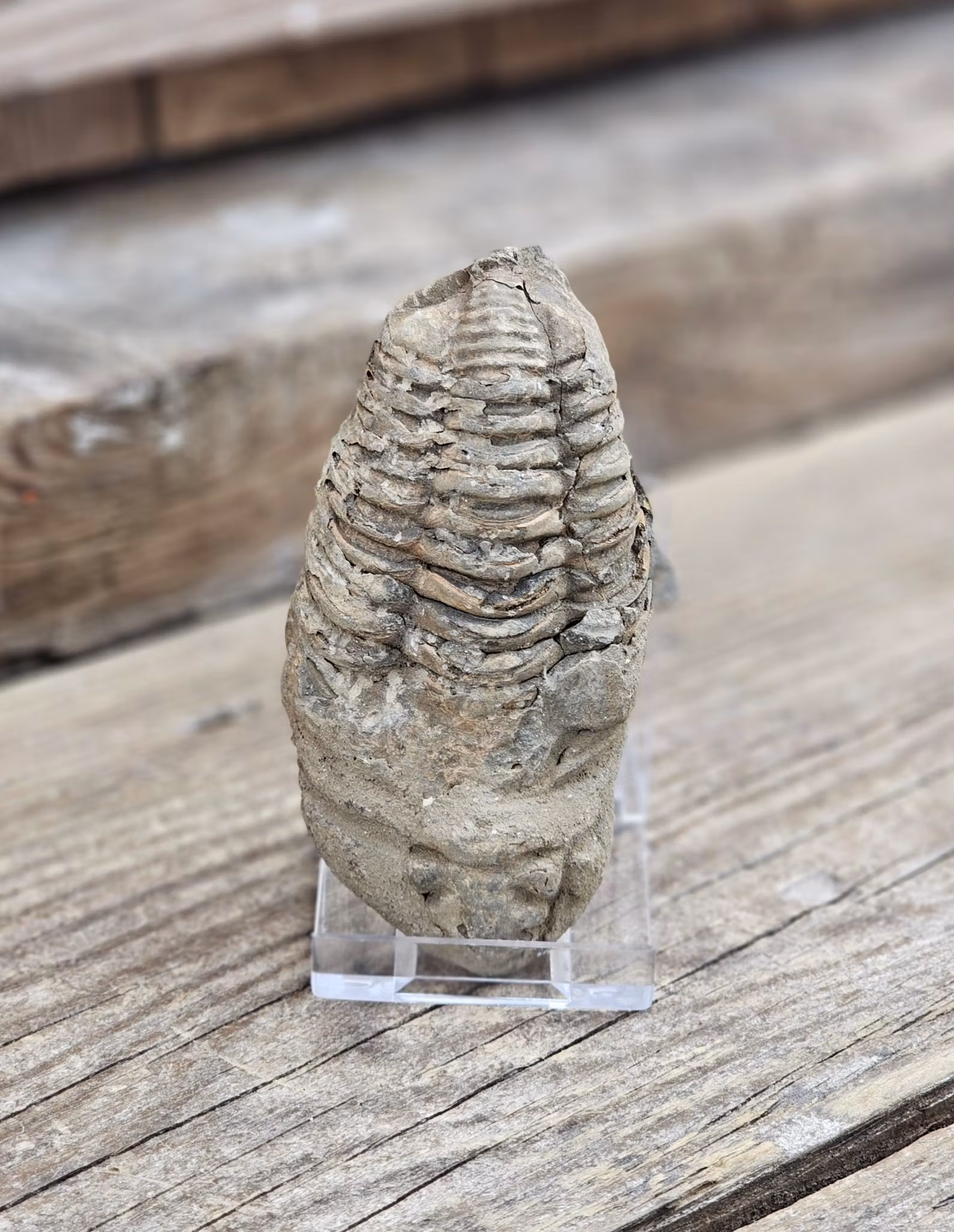 Trilobit fossil stor