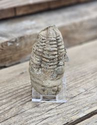 Trilobit fossil stor #12