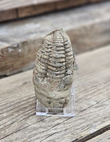 Trilobit fossil stor #12