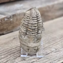 Trilobit fossil stor #12