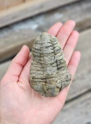 Trilobit fossil stor #13