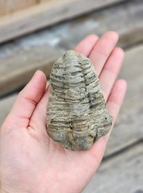 Trilobit fossil stor #13