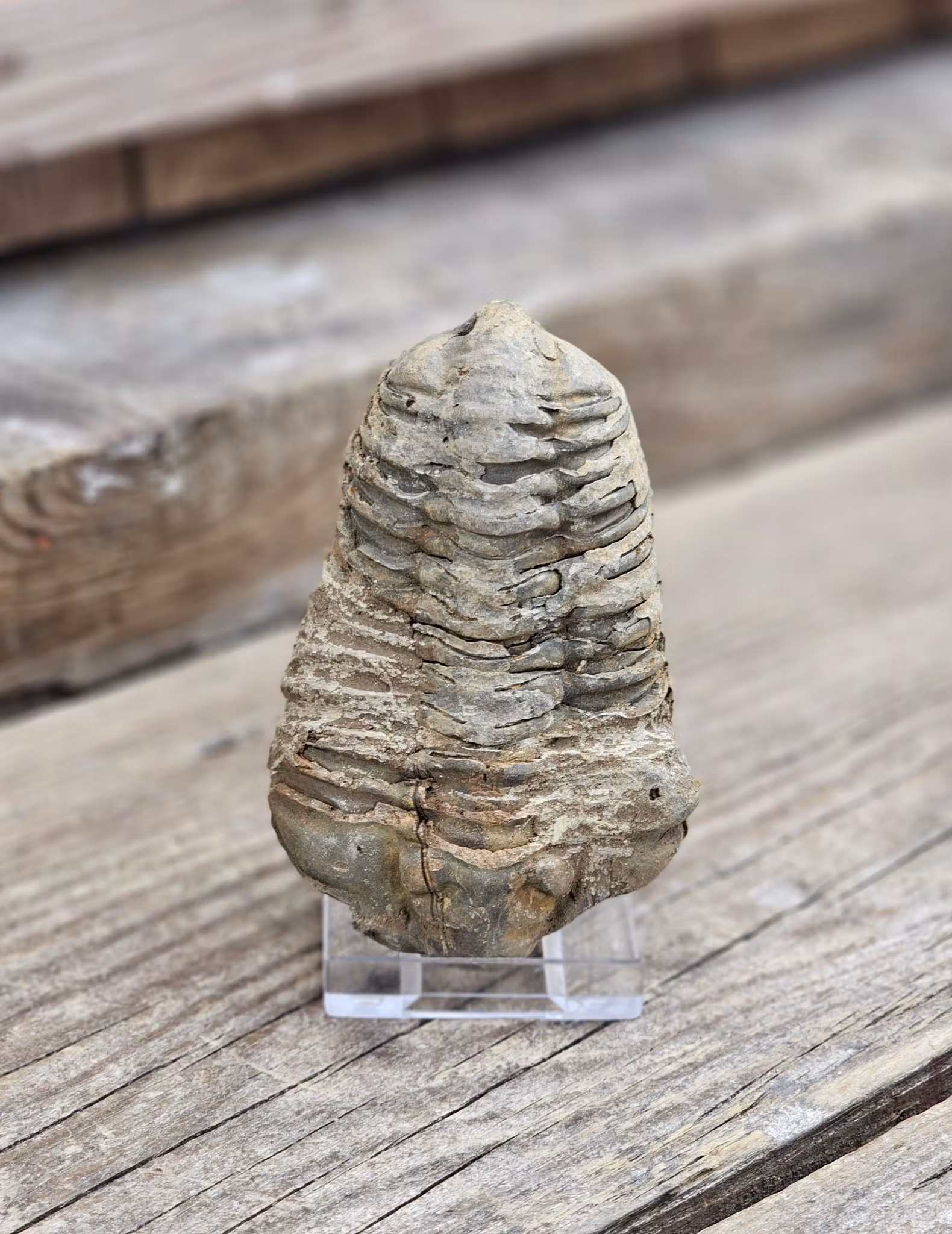 Trilobit fossil stor
