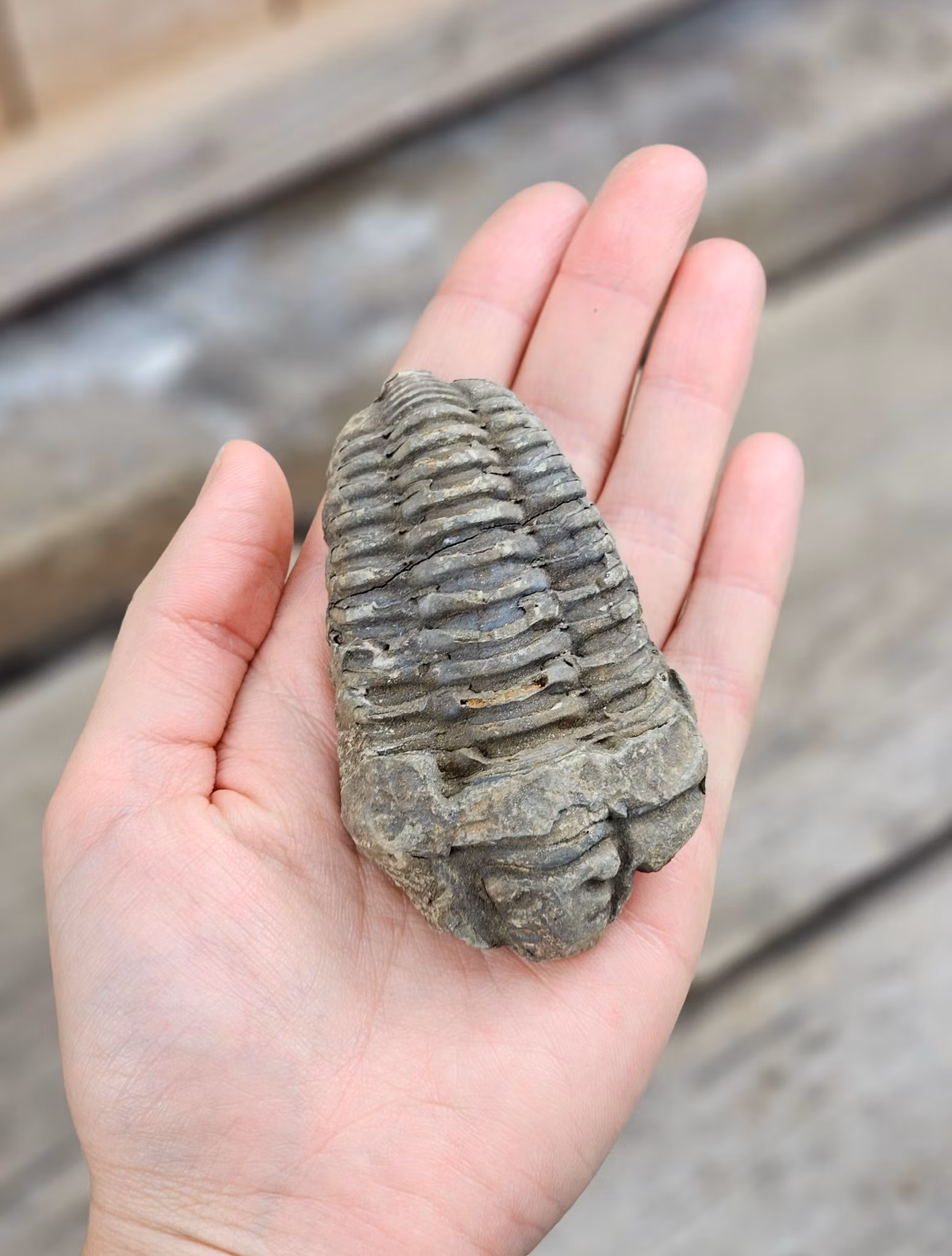 Trilobit fossil stor #14
