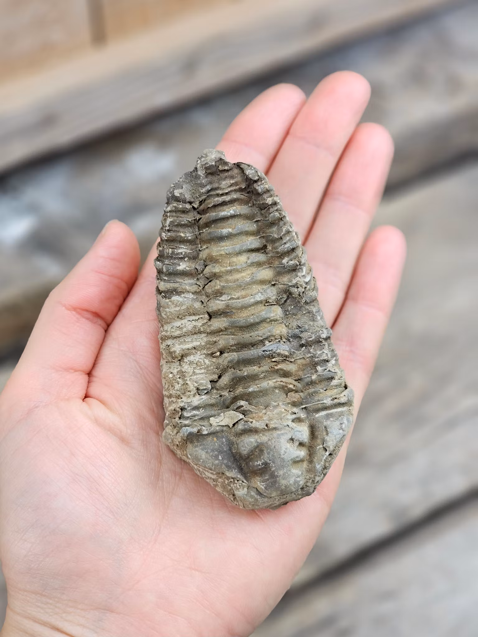 Trilobit fossil stor #15