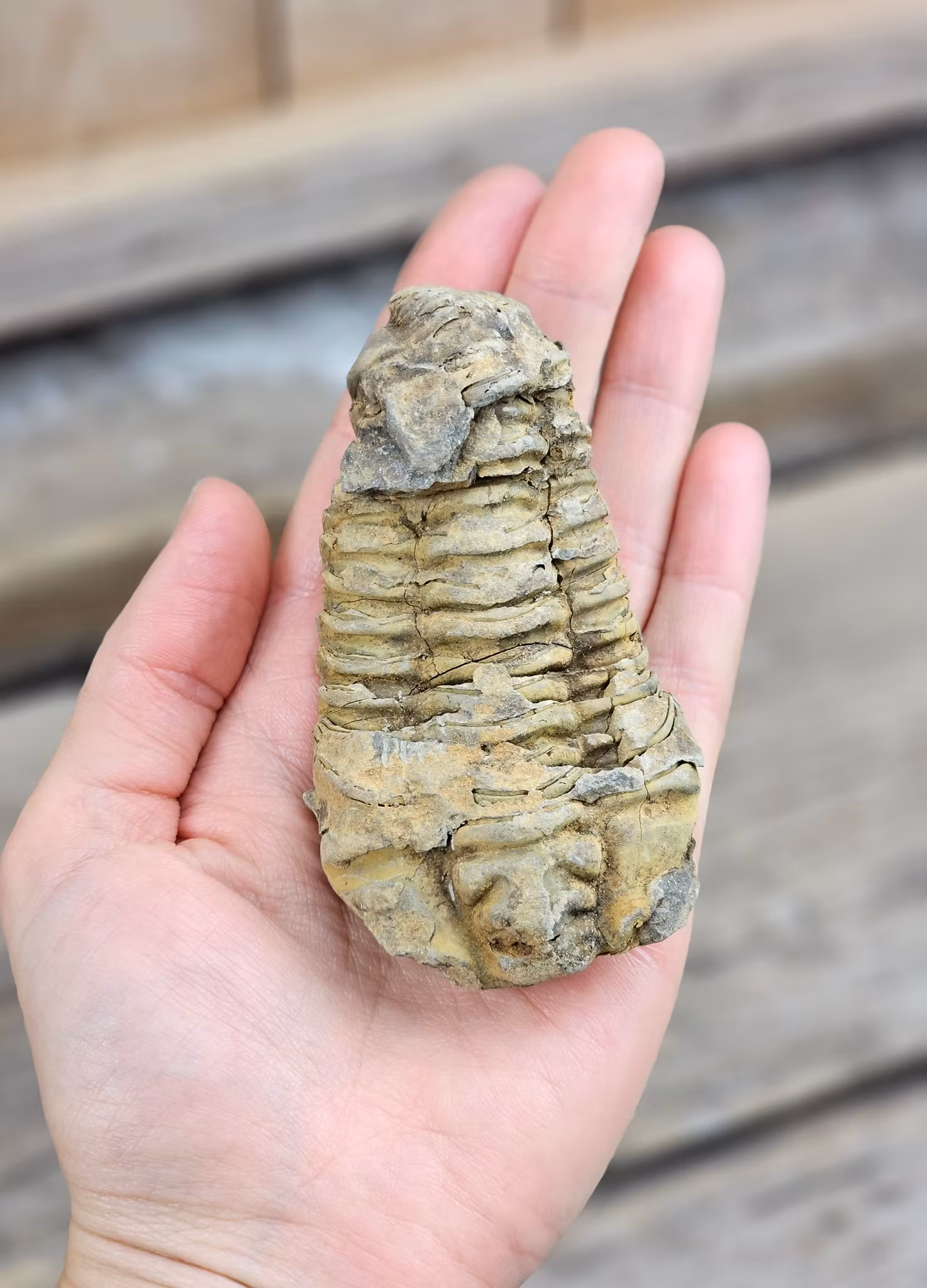 Trilobit fossil stor